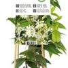 Toscaanse Jasmijn (Trachelospermum Jasminoides) D 21 H 150 Cm