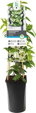 Toscaanse Jasmijn (Trachelospermum Jasminoides) D 21 H 150 Cm