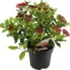 Sneeuwbal (Viburnum Tinus 'Gwenllian') D 17 H 25 Cm -Talen Tools Winkel 8717263621805