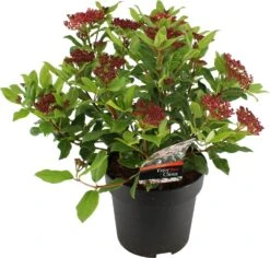 Sneeuwbal (Viburnum Tinus 'Gwenllian') D 17 H 25 Cm