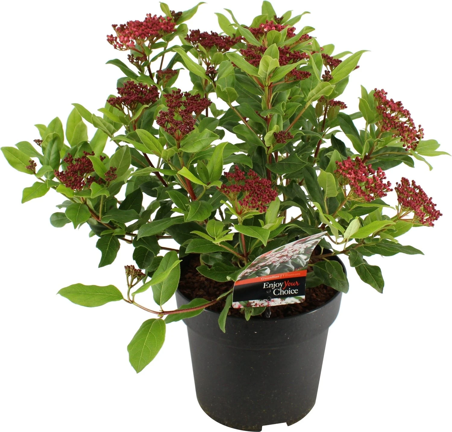 Sneeuwbal (Viburnum Tinus 'Gwenllian') D 17 H 25 Cm 3 Sneeuwbal (Viburnum Tinus 'Gwenllian') D 17 H 25 Cm