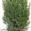 Chinese Jeneverbes (Juniperus Chinensis 'Stricta') D 17 H 30 Cm 1 Chinese Jeneverbes (Juniperus Chinensis 'Stricta') D 17 H 30 Cm -Talen Tools Winkel 8717263622253 2 1