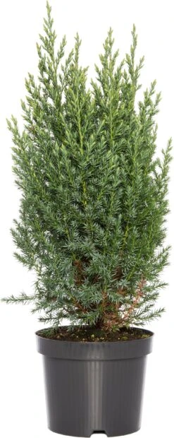 Chinese Jeneverbes (Juniperus Chinensis 'Stricta') D 17 H 30 Cm