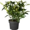 Rhododendron (Rhododendron 'Cunningham's White') D 23 H 40 Cm -Talen Tools Winkel 8717263625209 0