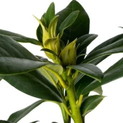 Rhododendron (Rhododendron 'Cunningham's White') D 23 H 40 Cm -Talen Tools Winkel 8717263625209 1
