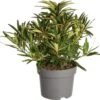 Rhododendron (Rhododendron 'Graziella') D 19 H 25 Cm 1 Rhododendron (Rhododendron 'Graziella') D 19 H 25 Cm -Talen Tools Winkel 8717263625254
