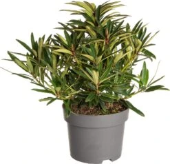 Rhododendron (Rhododendron 'Graziella') D 19 H 25 Cm