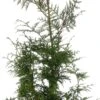 Levensboom (Thuja Occidentalis 'Smaragd') D 22 H 100 Cm -Talen Tools Winkel 8717263625940 0