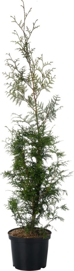 Levensboom (Thuja Occidentalis 'Smaragd') D 22 H 100 Cm