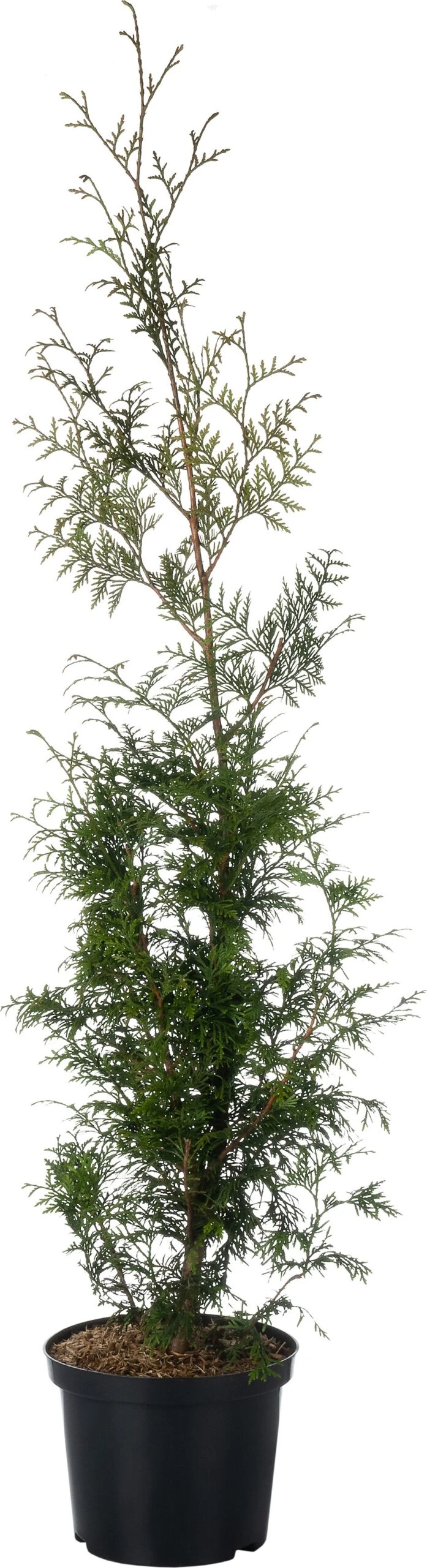 Levensboom (Thuja Occidentalis 'Smaragd') D 22 H 100 Cm 3 Levensboom (Thuja Occidentalis 'Smaragd') D 22 H 100 Cm