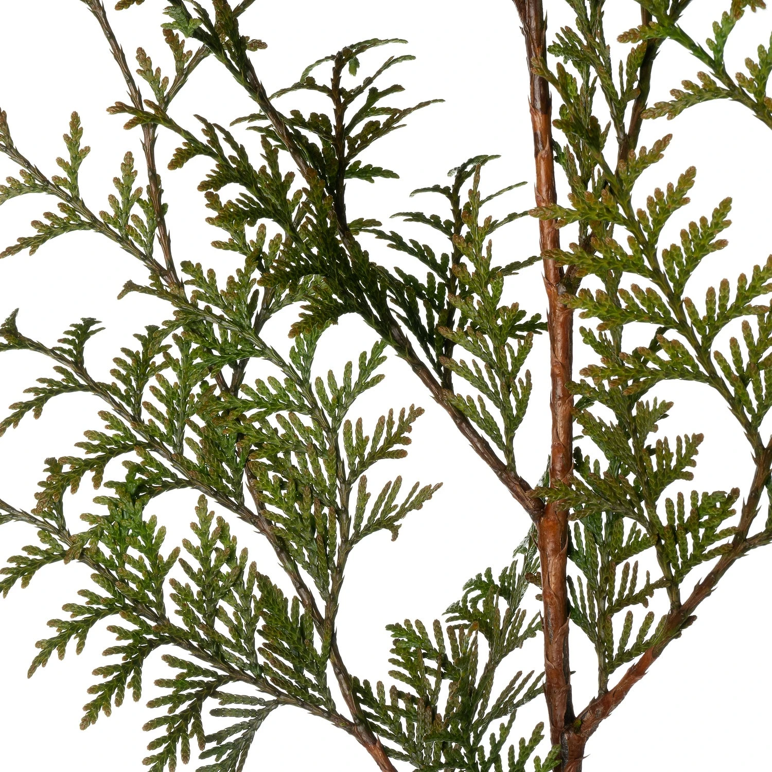 Levensboom (Thuja Occidentalis 'Smaragd') D 22 H 100 Cm 4 Levensboom (Thuja Occidentalis 'Smaragd') D 22 H 100 Cm - Afbeelding 2