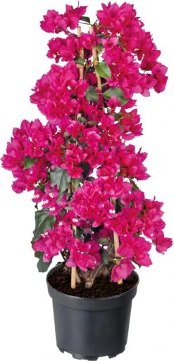 Bougainville (Bougainvillea Sandriana) D 26 H 50 Cm