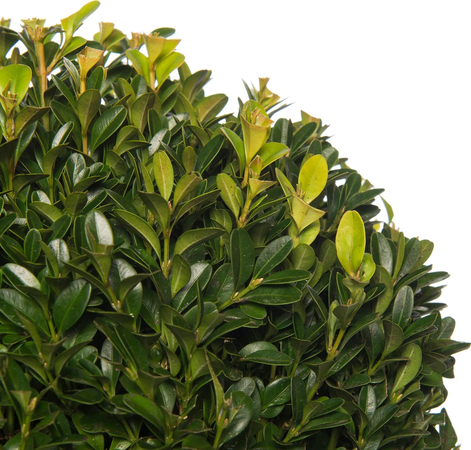 Buxus Bolvorm (Buxus Sempervirens) D 19 H 20 Cm 4 Buxus Bolvorm (Buxus Sempervirens) D 19 H 20 Cm - Afbeelding 2