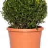 Buxus Bolvorm (Buxus Sempervirens) D 19 H 20 Cm -Talen Tools Winkel 8717263657545 1