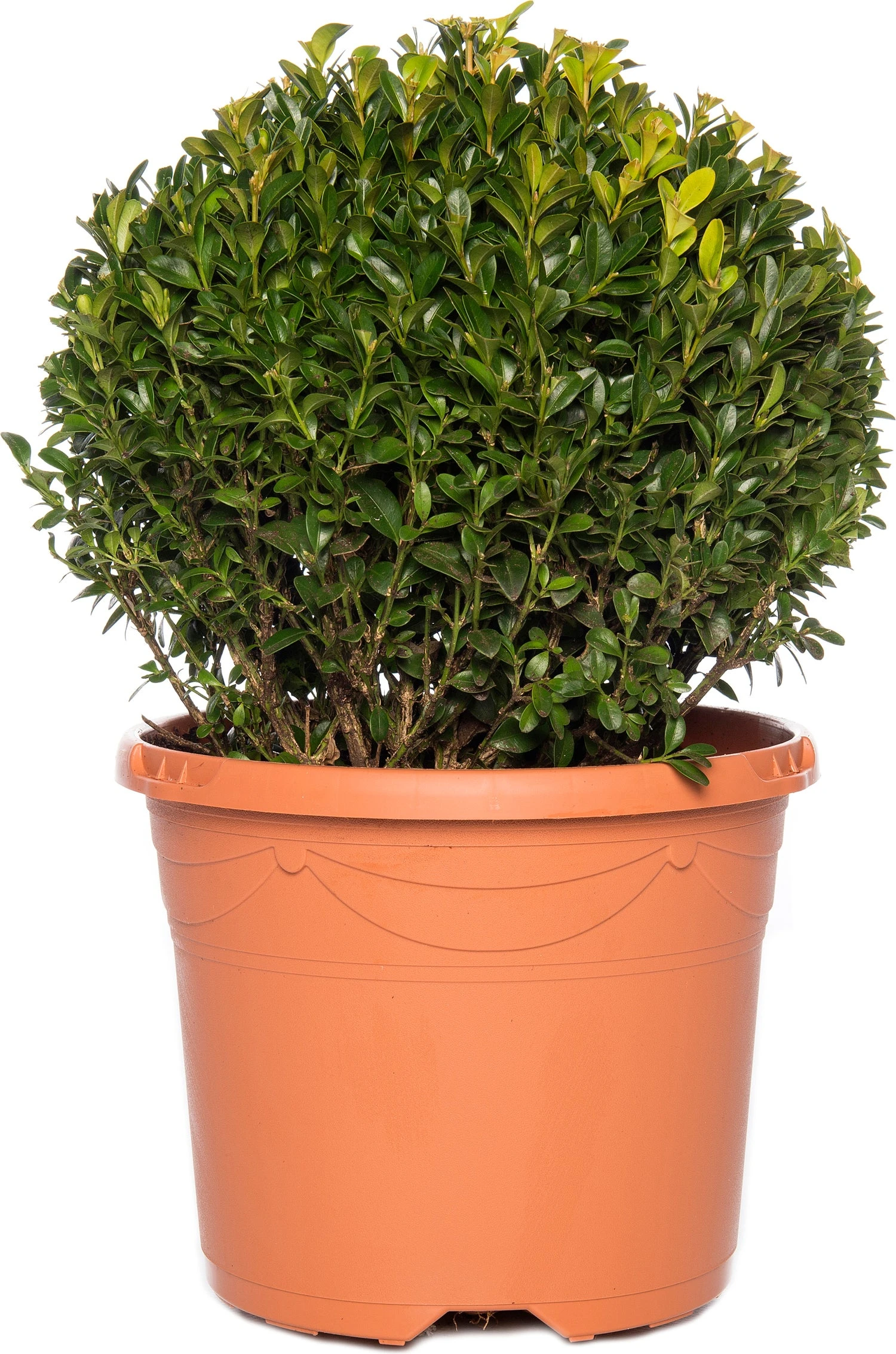 Buxus Bolvorm (Buxus Sempervirens) D 19 H 20 Cm 3 Buxus Bolvorm (Buxus Sempervirens) D 19 H 20 Cm