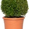 Buxus Bolvorm (Buxus Sempervirens) D 23 H 45 Cm 1 Buxus Bolvorm (Buxus Sempervirens) D 23 H 45 Cm -Talen Tools Winkel 8717263657552 1