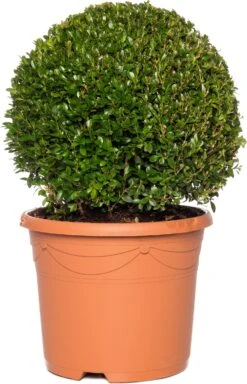 Buxus Bolvorm (Buxus Sempervirens) D 23 H 45 Cm