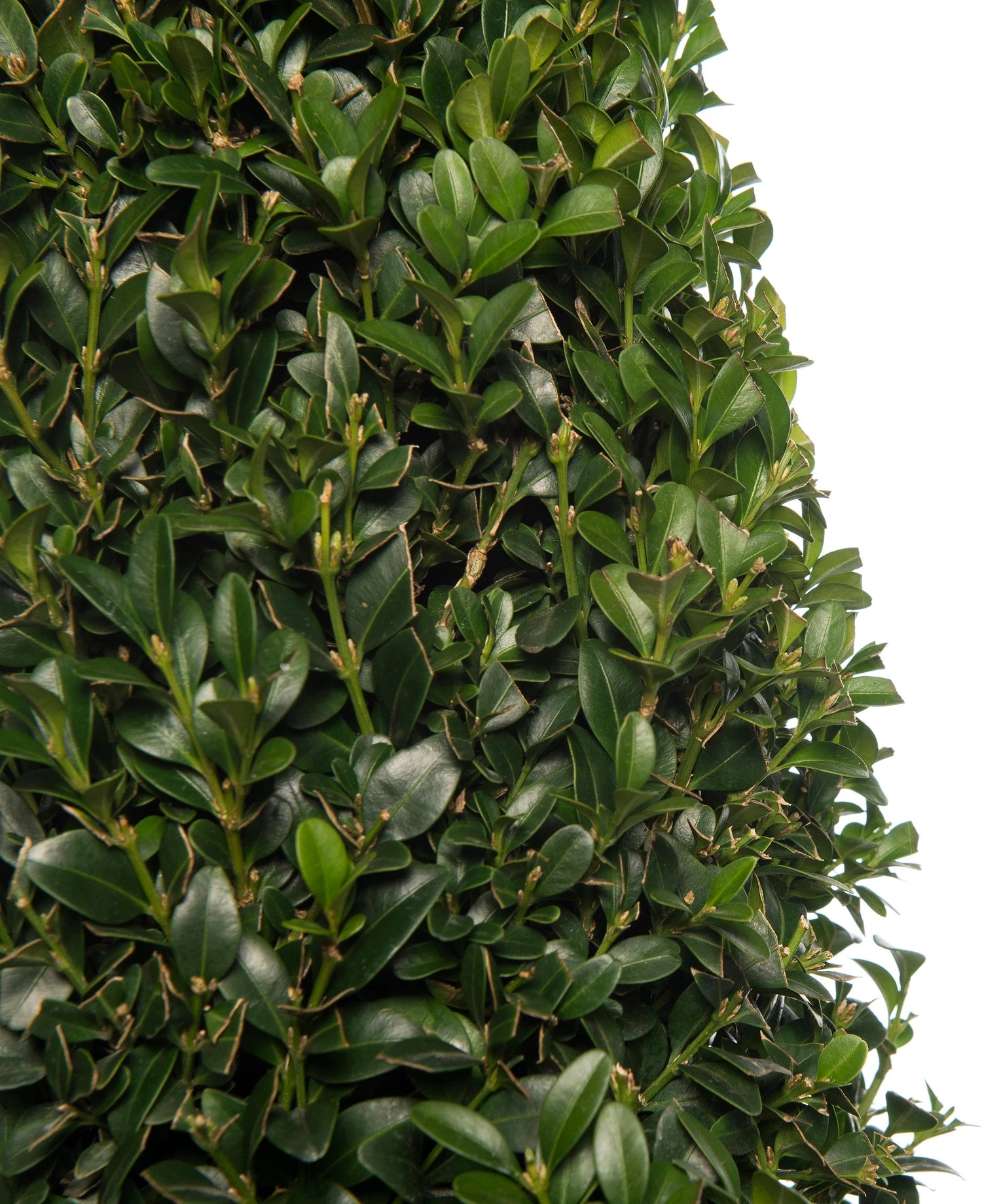 Buxus Kegelvorm (Buxus Sempervirens) D 21 H 80 Cm 4 Buxus Kegelvorm (Buxus Sempervirens) D 21 H 80 Cm - Afbeelding 2