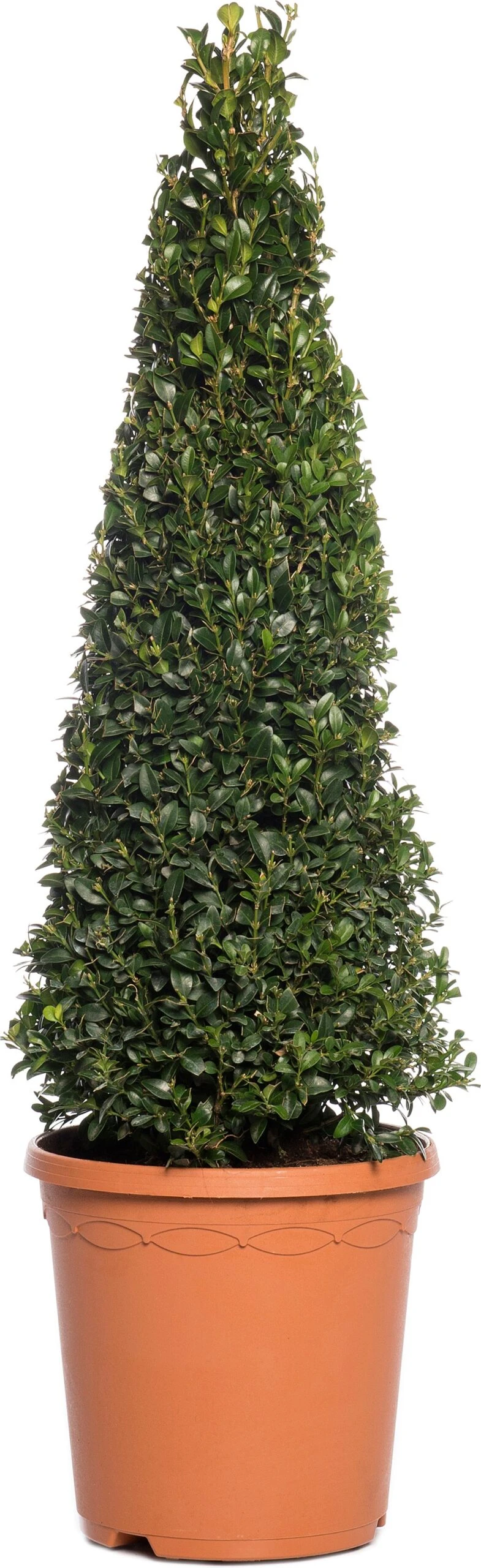 Buxus Kegelvorm (Buxus Sempervirens) D 21 H 80 Cm 3 Buxus Kegelvorm (Buxus Sempervirens) D 21 H 80 Cm