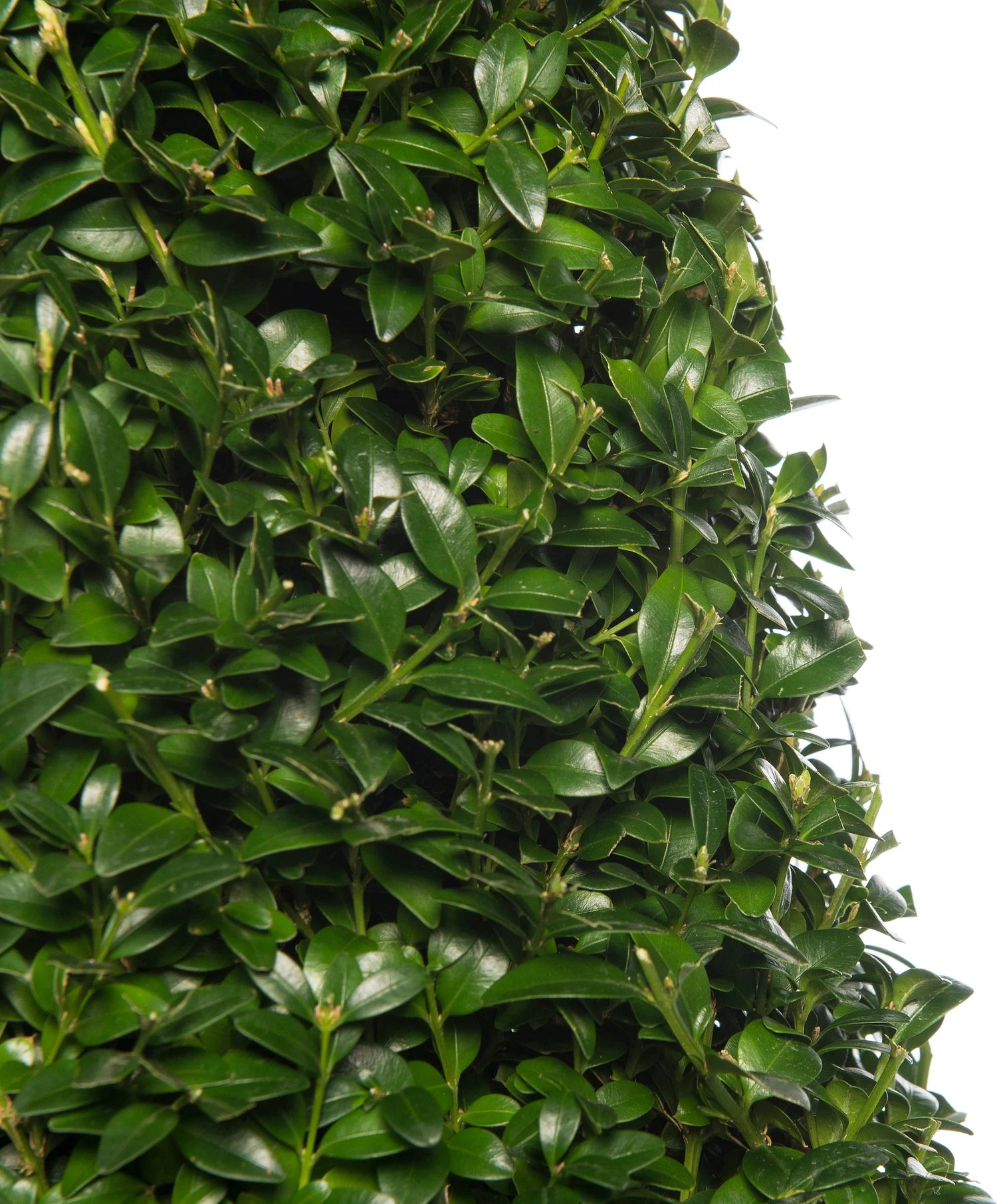 Buxus Kegelvorm (Buxus Sempervirens) D 23 H 95 Cm 4 Buxus Kegelvorm (Buxus Sempervirens) D 23 H 95 Cm - Afbeelding 2