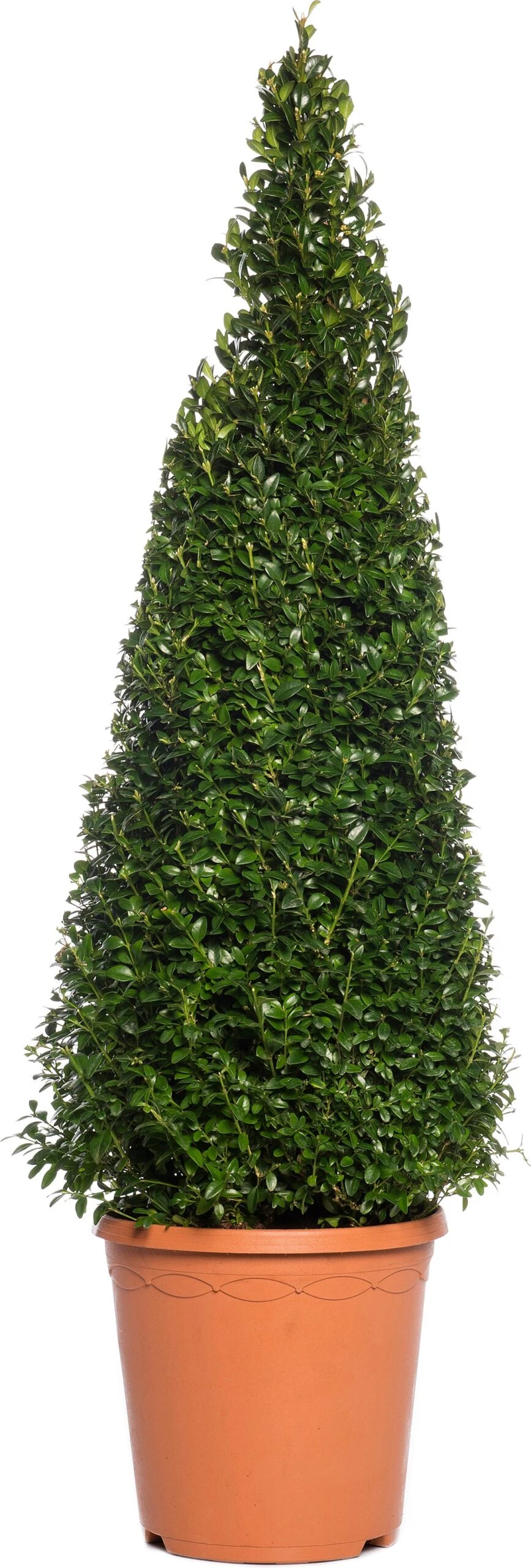 Buxus Kegelvorm (Buxus Sempervirens) D 23 H 95 Cm 3 Buxus Kegelvorm (Buxus Sempervirens) D 23 H 95 Cm