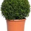 Buxus Bolvorm (Buxus Sempervirens) D 29 H 55 Cm 1 Buxus Bolvorm (Buxus Sempervirens) D 29 H 55 Cm -Talen Tools Winkel 8717263657590 1