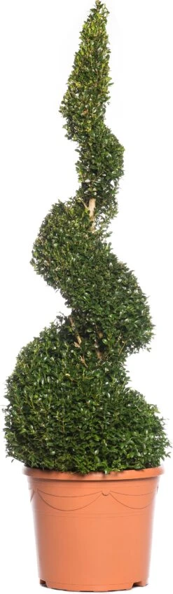 Buxus Spiraal (Buxus Sempervirens) D 31 H 120 Cm