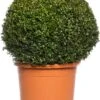 Buxus Bolvorm (Buxus Sempervirens) D 36 H 85 Cm