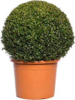 Buxus Bolvorm (Buxus Sempervirens) D 36 H 85 Cm