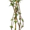 Vlinderstruik (Buddleja Davidii 'Ellens Blue') D 19 H 40 Cm -Talen Tools Winkel 8717263658085 0