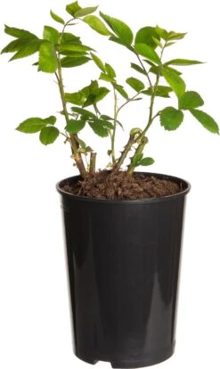 Roos (Rosa) Roze D 19 H 30 Cm