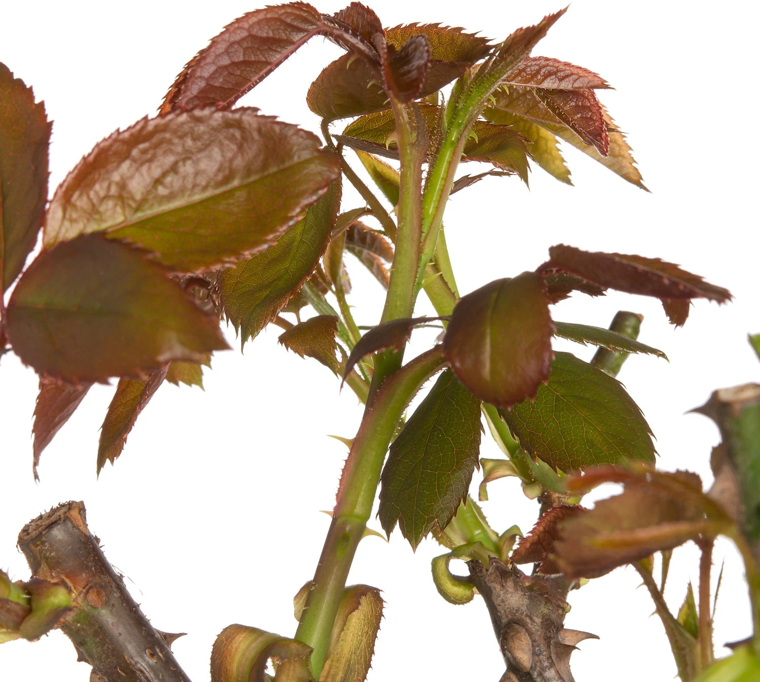 Roos (Rosa) Rood D 19 H 30 Cm 4 Roos (Rosa) Rood D 19 H 30 Cm - Afbeelding 2