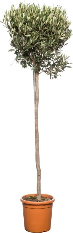 Olijfboom (Olea Europaea) D 26 H 160 Cm