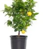 Mandarijn (Citrus Sinensis 'Calamondin') D 20 H 70 Cm