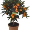 Chinese kumquat (Citrus Sinensis 'Kumquat') D 20 H 80 Cm 1 Chinese kumquat (Citrus Sinensis 'Kumquat') D 20 H 80 Cm -Talen Tools Winkel 8717263659013
