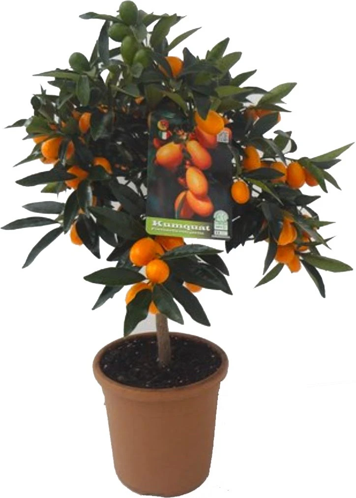 Chinese kumquat (Citrus Sinensis 'Kumquat') D 20 H 80 Cm 3 Chinese kumquat (Citrus Sinensis 'Kumquat') D 20 H 80 Cm