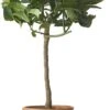 Limoenboom (Citrus Sinensis 'Lime' ) D 20 H 80 Cm -Talen Tools Winkel 8717263659150 1 1
