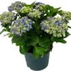 Hortensia (Hydrangea Macrophylla) Blauw D 23 H 30 Cm -Talen Tools Winkel 8717263674658