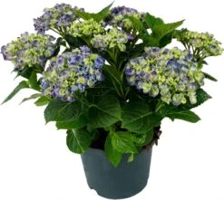 Hortensia (Hydrangea Macrophylla) Blauw D 23 H 30 Cm