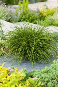 Westerse Levensboom (Thuja Plicata Whipcord)