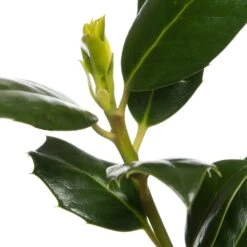 Hulst (Ilex Aquifolium 'JC Van Tol') D 27 H 80 Cm -Talen Tools Winkel 8717263681618 2