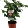 Japanse Roos (Camellia Japonica 'Nuccio's Cameo') D 19 H 55 Cm