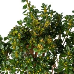 Japanse Azalea (Rhododendron Japonica 'Anouk') D 17 H 20 Cm -Talen Tools Winkel 8717263682318 1