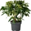 Rhododendron (Rhododendron 'Madame Masson') D 23 H 40 Cm -Talen Tools Winkel 8717263683018