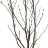 Magnolia (Magnolia 'Susan') D 23 H 40 Cm 1 Magnolia (Magnolia 'Susan') D 23 H 40 Cm -Talen Tools Winkel 8717263685418