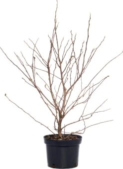 Magnolia (Magnolia Stellata) D 23 H 65 Cm