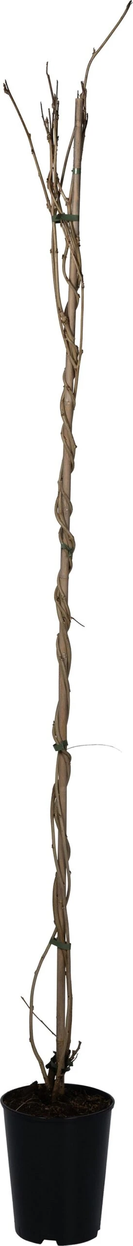 Blauwe Regen (Wisteria Floribunda 'Honbeni') D 23 H 210 Cm 3 Blauwe Regen (Wisteria Floribunda 'Honbeni') D 23 H 210 Cm