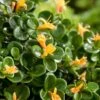 Kamperfoelie (Lonicera Crassifolia Little Honey) 2 Kamperfoelie (Lonicera Crassifolia Little Honey) -Talen Tools Winkel 8717263708636