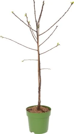 Biologische Pruim (Prunus Domestica 'Hauszwetsche') D 23 H 80 Cm