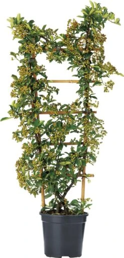 Vuurdoorn (Pyracantha) Geel D 19 H 60 Cm
